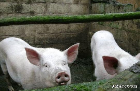 猪咳嗽怎样预防与治疗,治疗猪咳嗽用什么