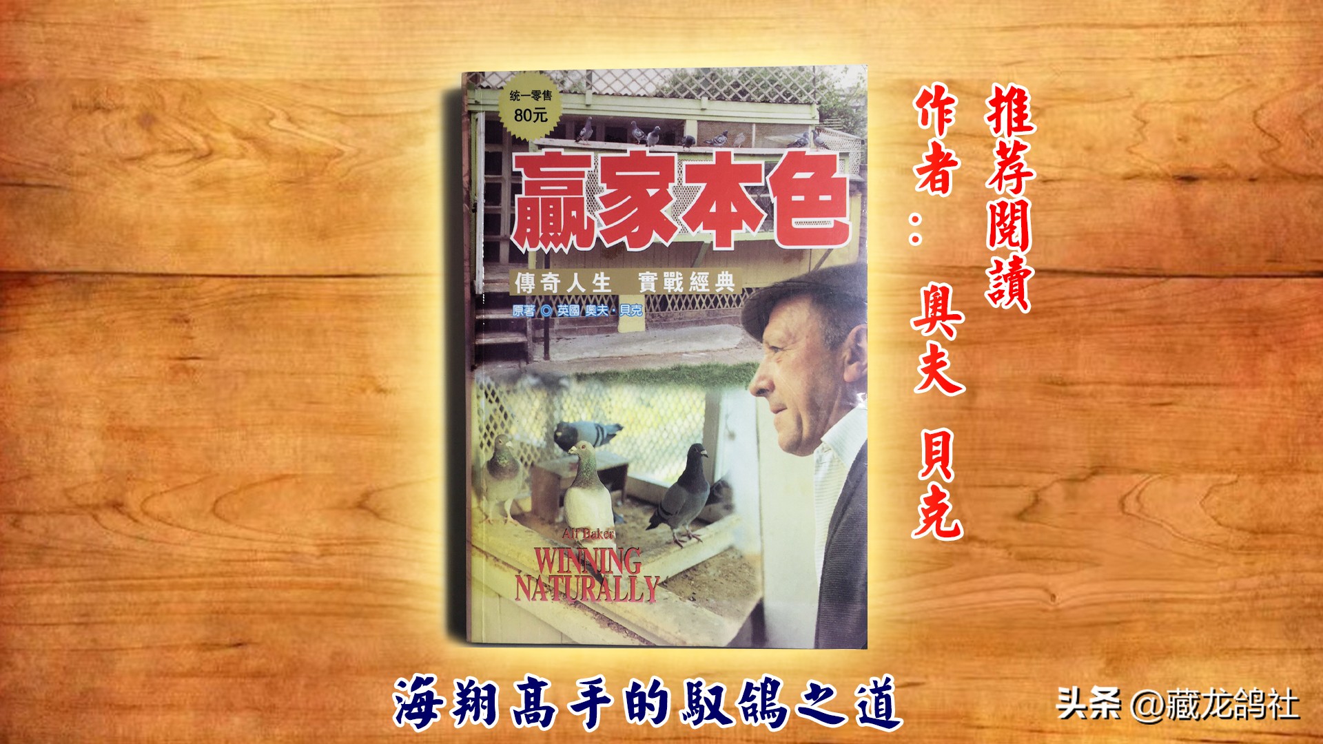 赛鸽引种历程,赛鸽引种大全