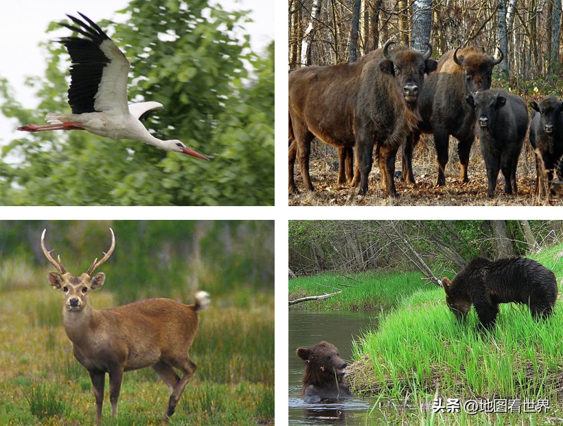 现在的白俄罗斯是怎样的,白俄罗斯到底是什么