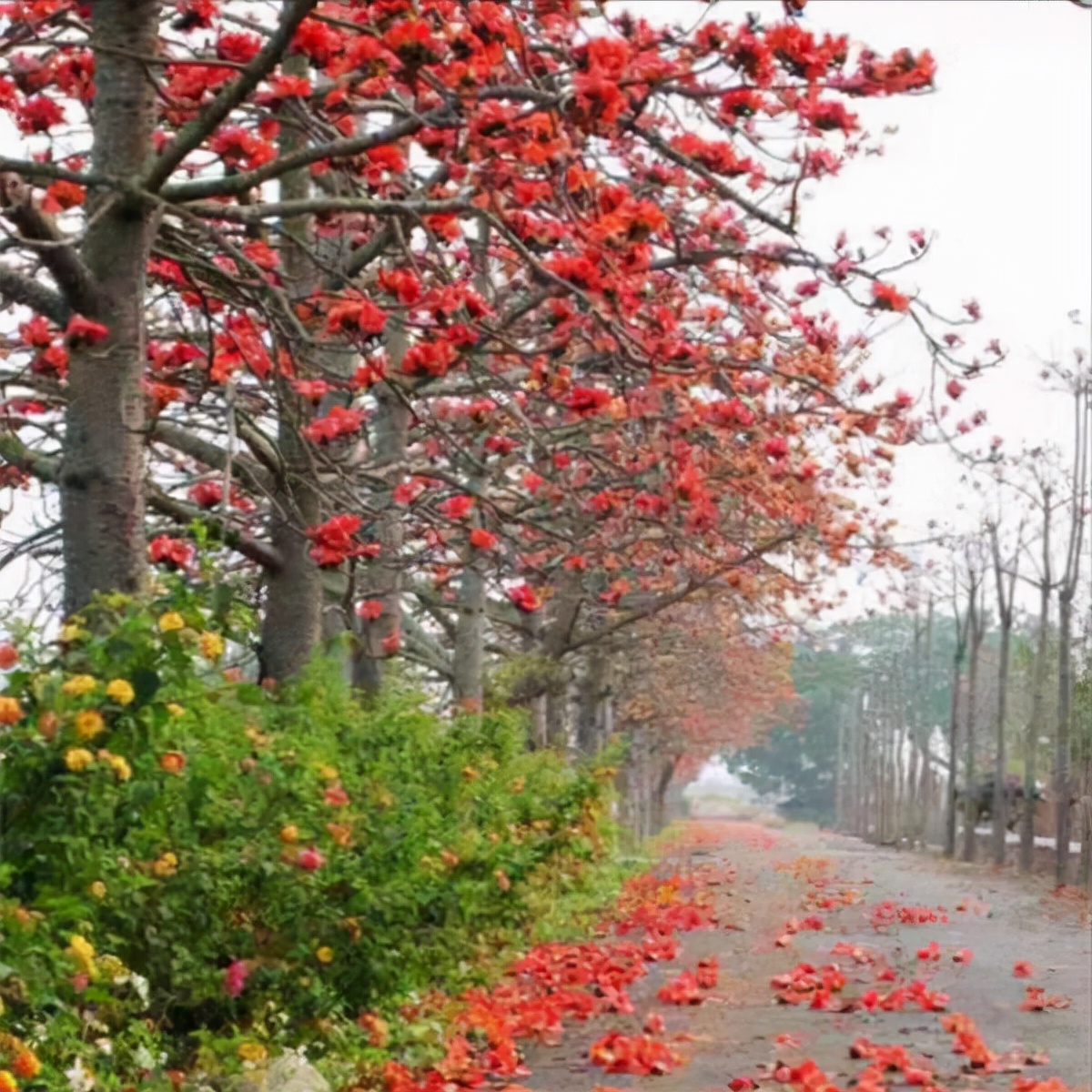 木棉花和什么搭配泡水喝,木棉花可以和什么泡茶