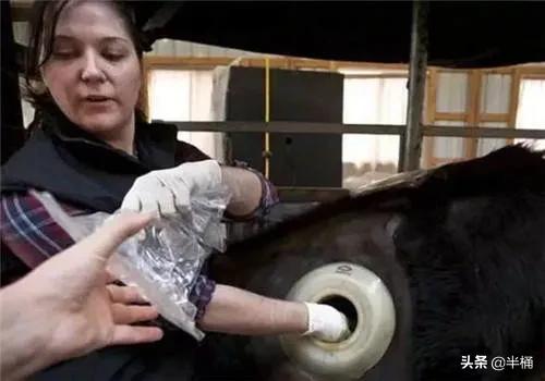 美国为什么养牛要在牛身上开洞,美国人养牛为什么要在牛身上开洞