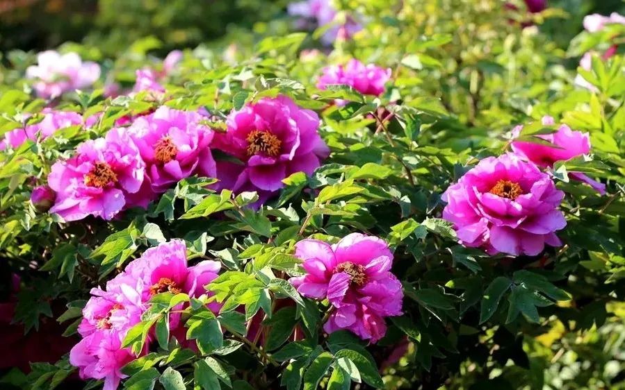 花冠酒二十年陈酿52度珍藏版评测,花冠酒系列儒雅香价格