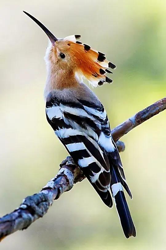 奇怪的小鸟视频,稀奇古怪的鸟