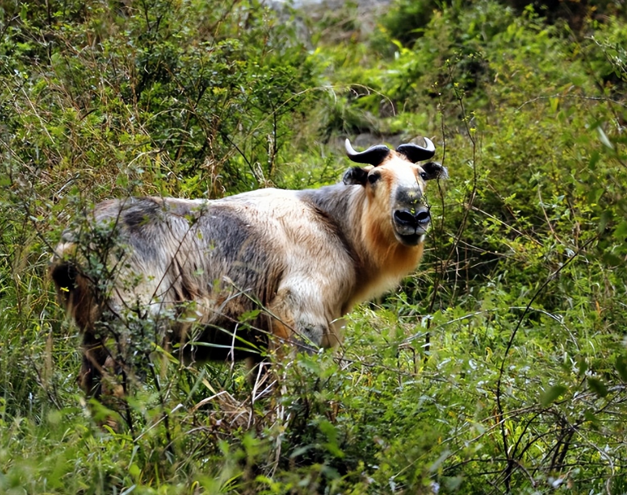 四川唐家河发现大量“六不像”觅食，没有天敌，林中称王称霸