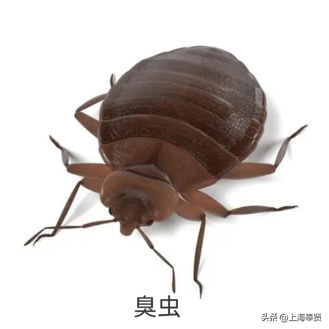 夏天虫咬皮炎的治疗方法,虫咬性皮炎到底如何杀虫