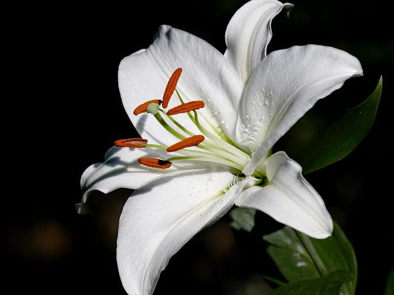 国色天香秀色可餐的美女 (秀色可餐与国色天香)