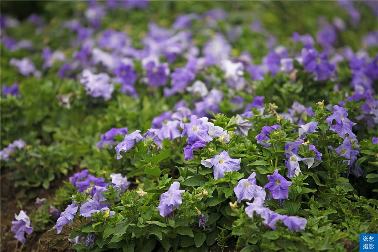 广州百万葵园葵花的花期,广州百万葵园五月份有什么花看