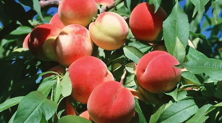 中国最能代表福气的植物,中国十大吉祥植物排行榜