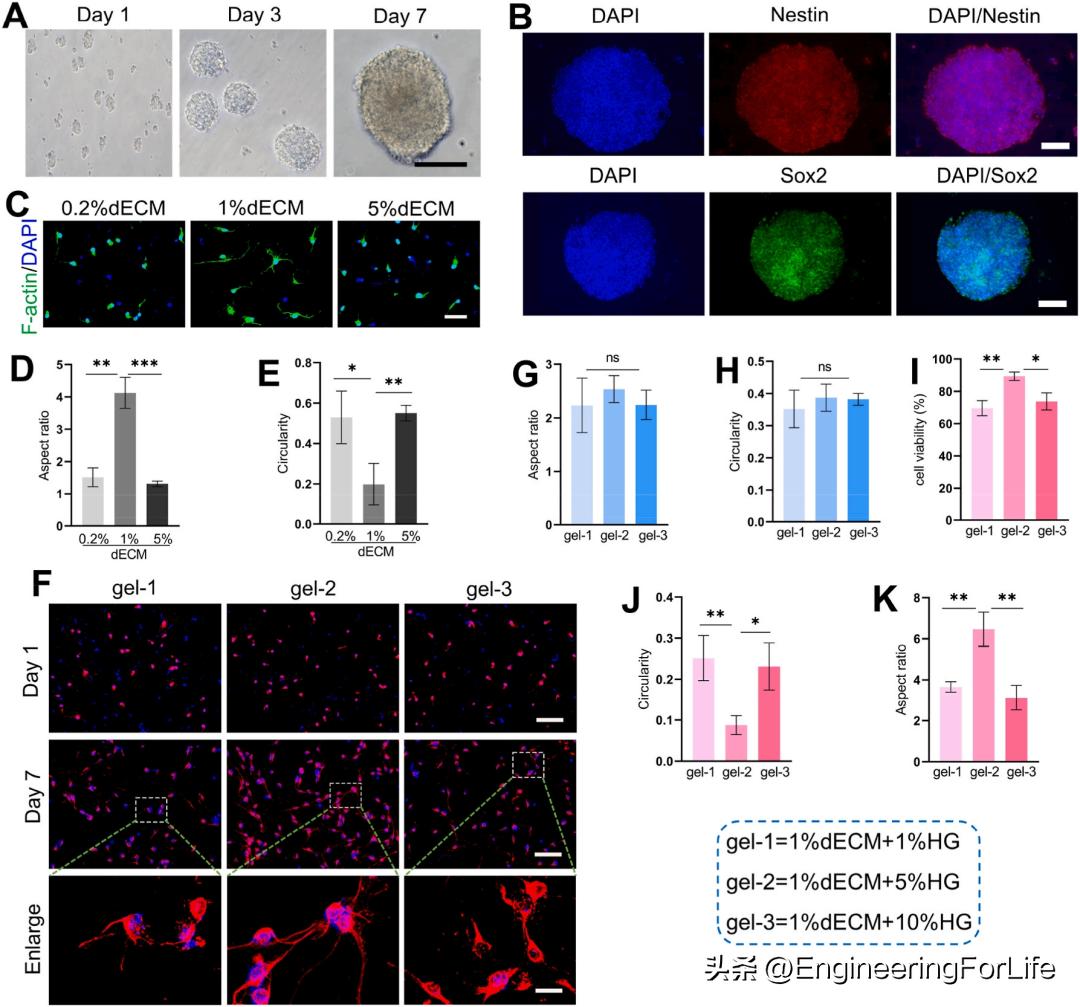 缺血性卒中干细胞,水凝胶干细胞