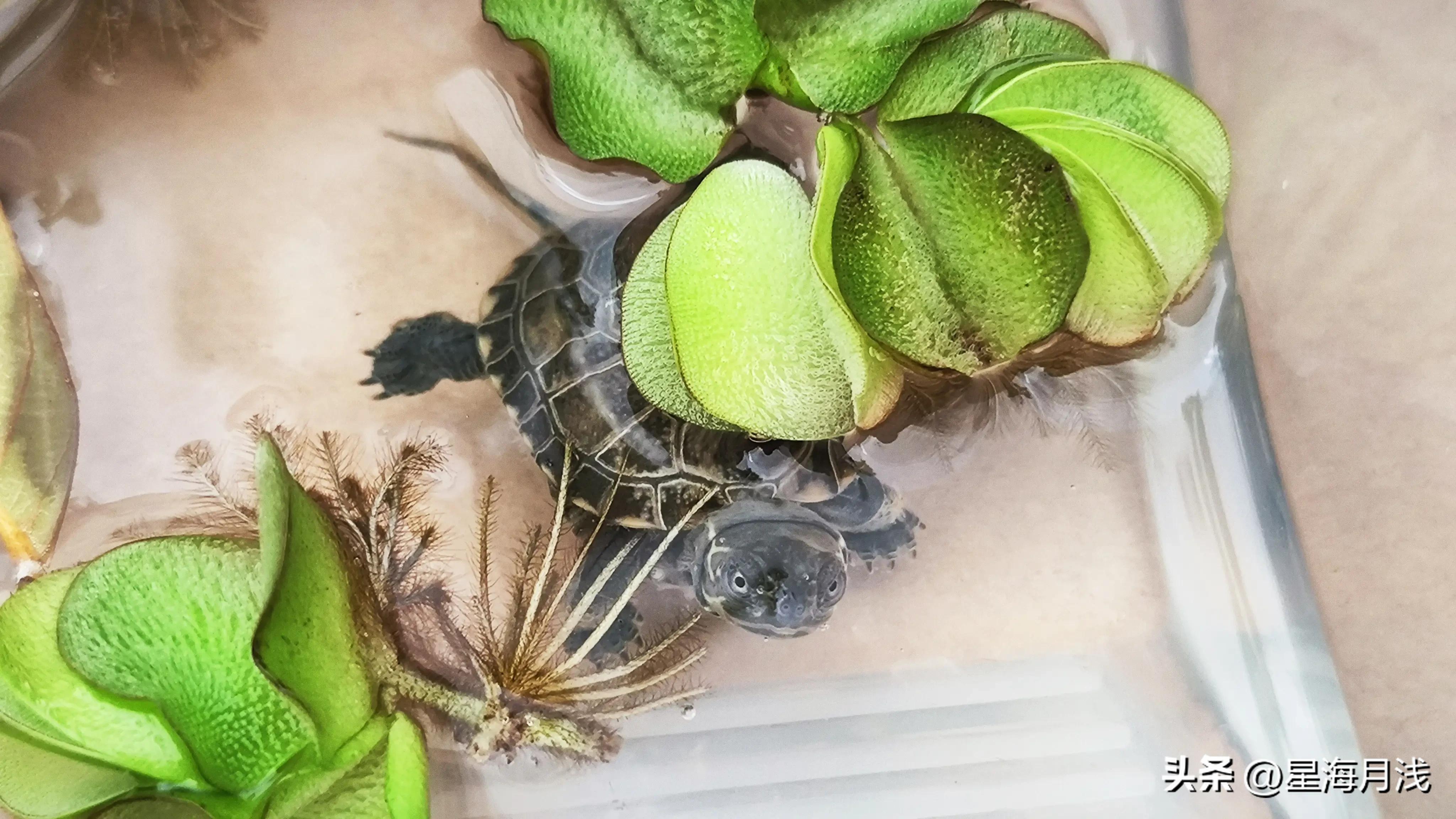 养龟是一种什么样的体验,养龟人的感受