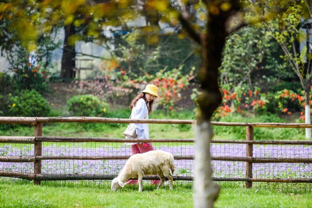 萌宠乐园加盟条件和费用,萌宠乐园合作加盟