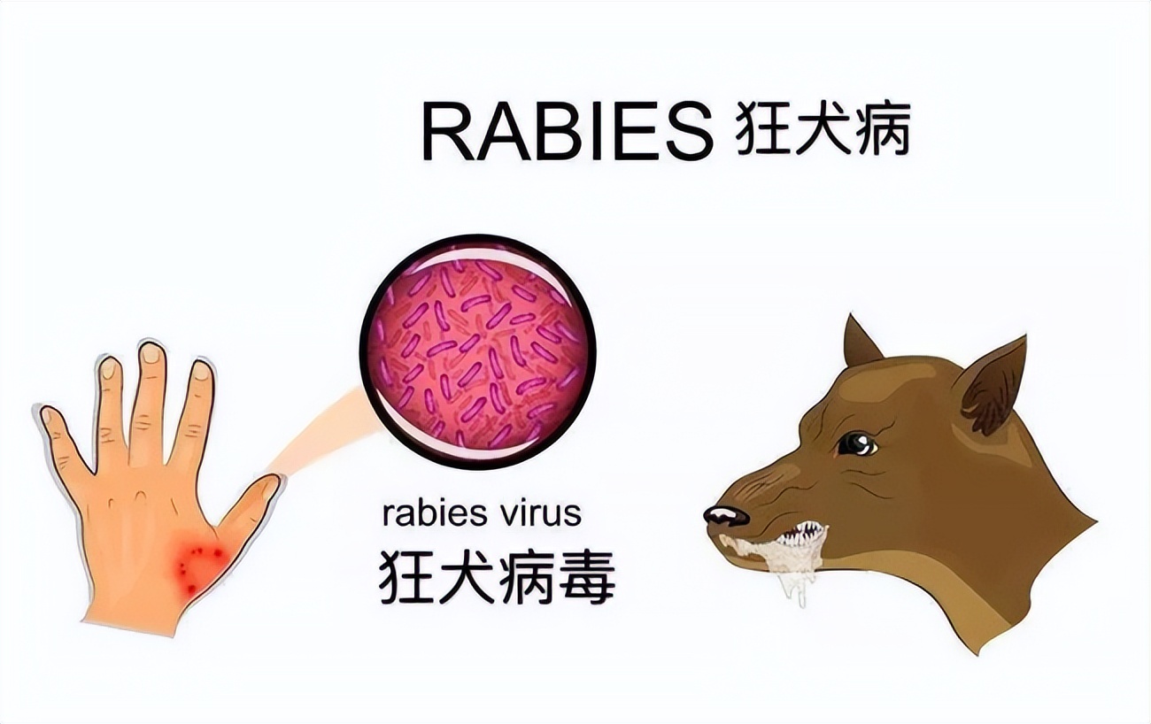 狂犬病和新冠变异,新冠狂犬病