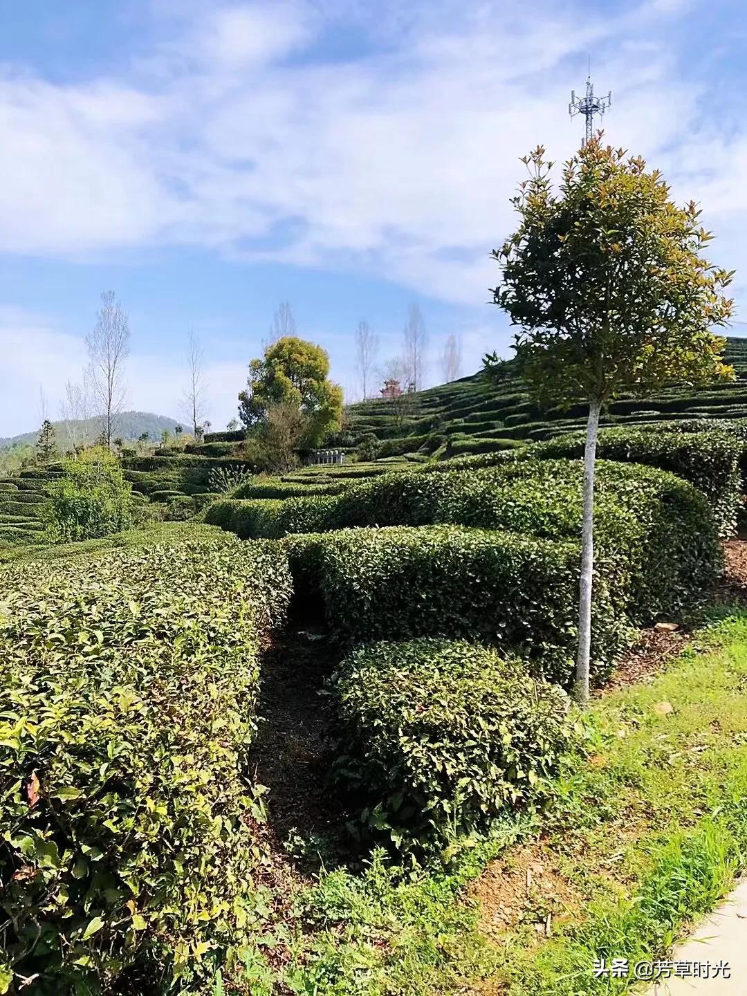 红安县茶叶值得买吗,湖北红安正宗茶叶