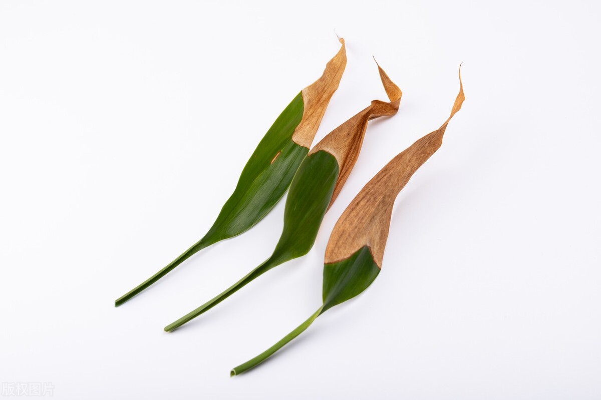 富贵竹应该怎么养才好活,你知道富贵竹怎么养吗