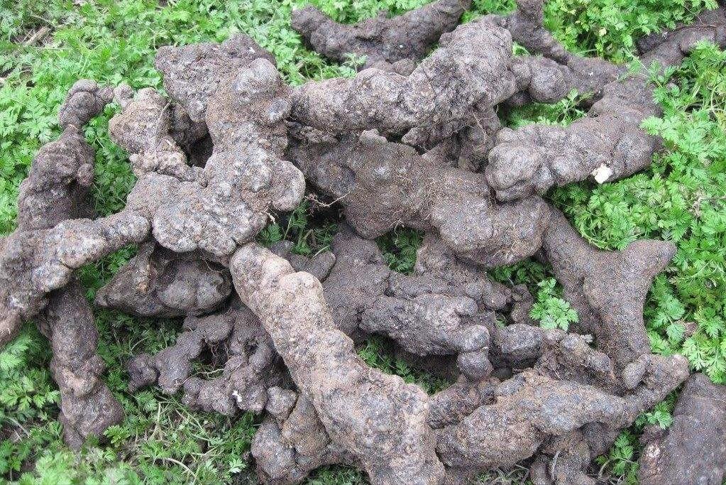 管道堵塞、久备不孕，可能是肝失疏泄，一张方子，疏肝气，通管道