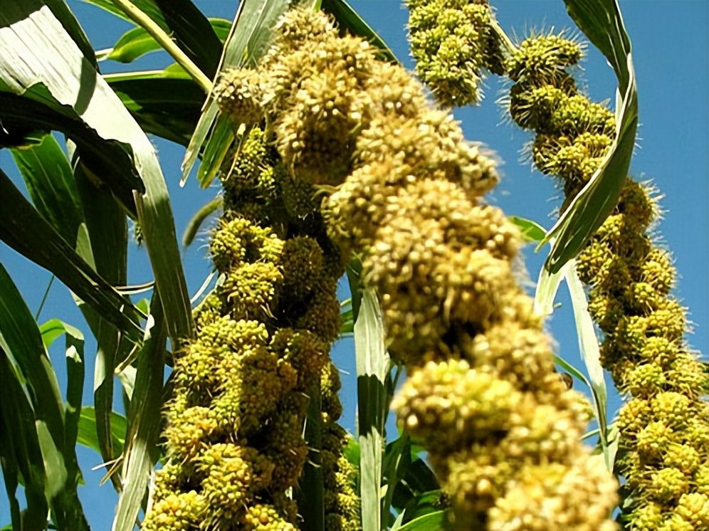 晋味美沁州黄小米怎么样,沁州黄小米10斤装多少钱