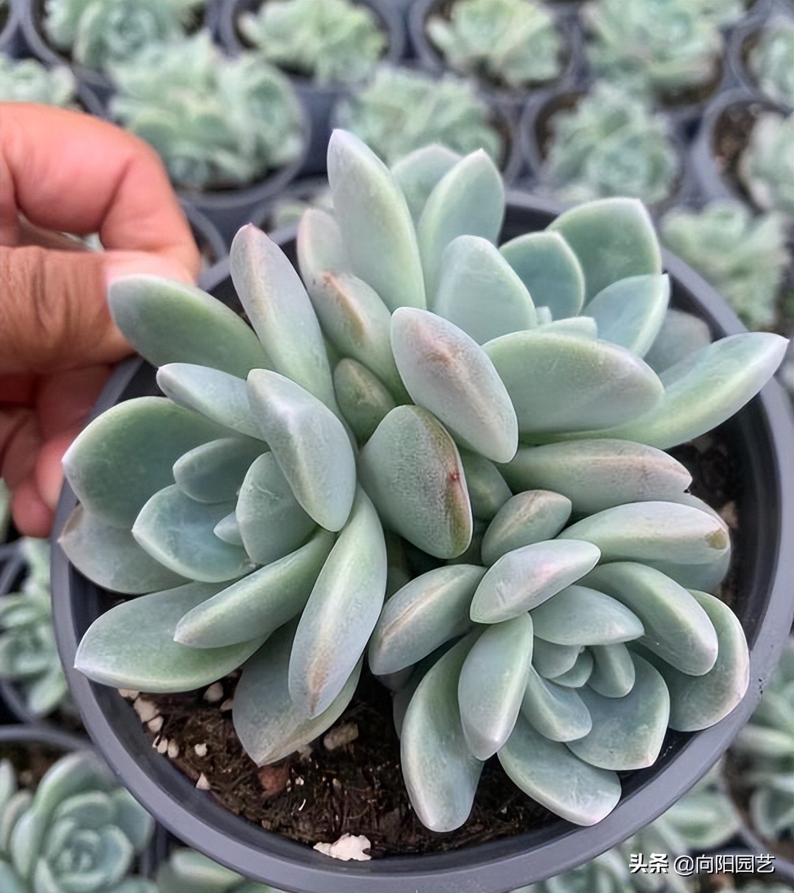 暴利的多肉产业，中间商赚5倍！云南多肉大棚，1棵多肉3毛钱