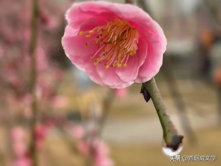 七律登庐山草书,七律登明月楼诗