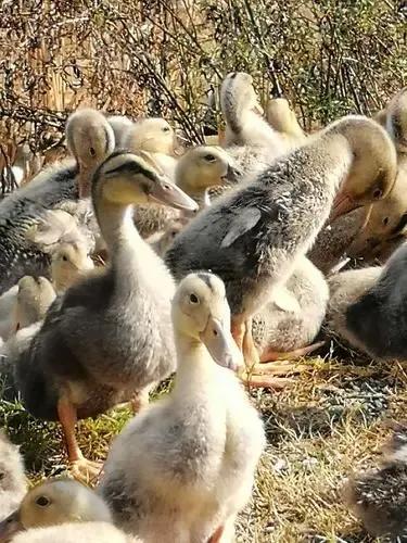 留守妇女老公长期外出打工,留守女人丈夫常年在外打工