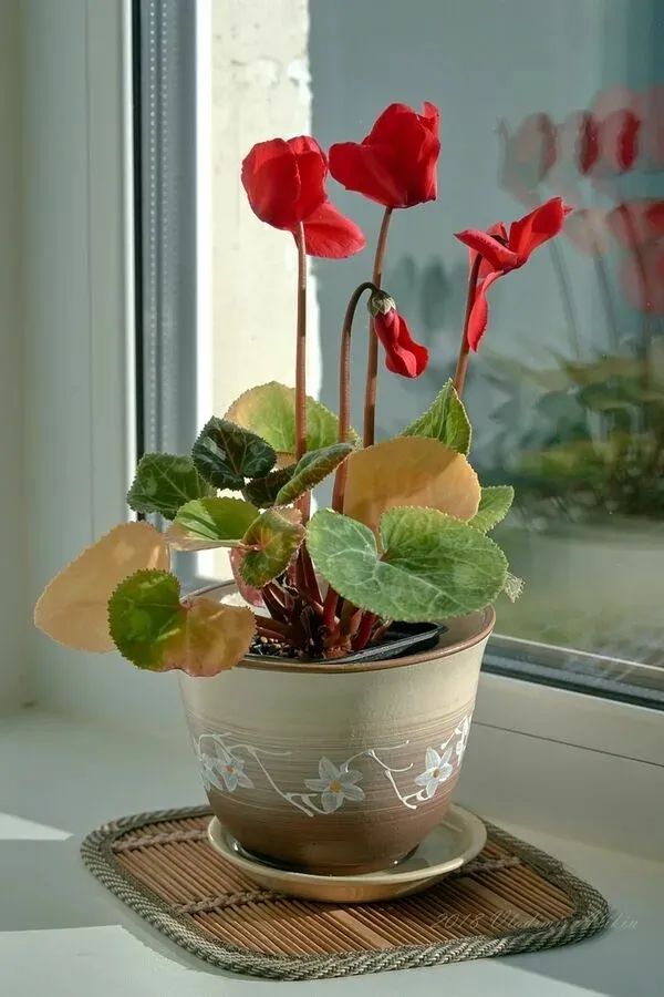 养仙客来花的教程,养仙客来需要的温度