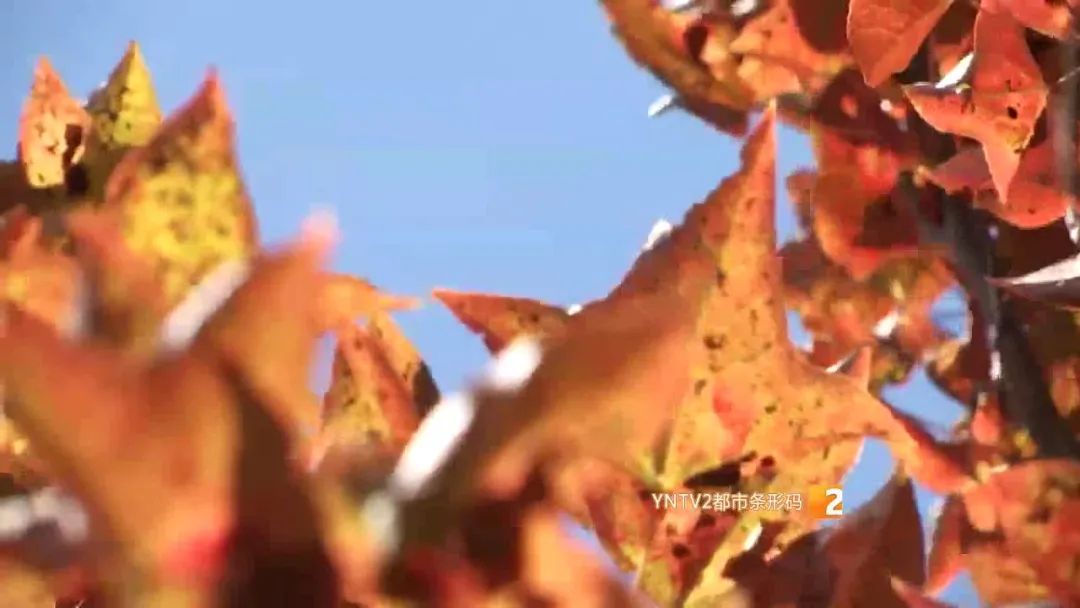 秋天的云南哪里漂亮又美丽,有一种美叫云南的秋天美景