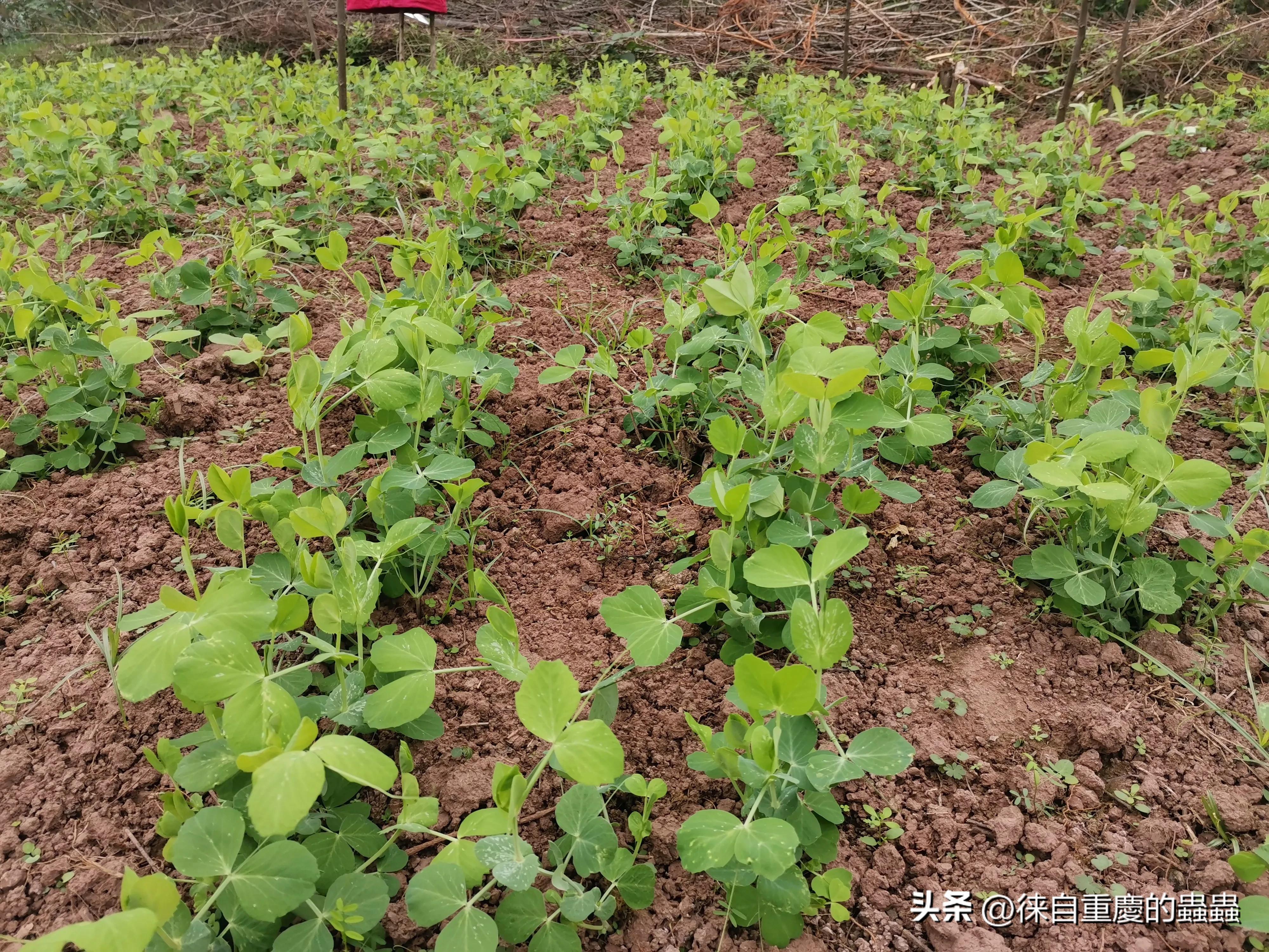 去年在城郊农村租栋破旧民房如今时时感到后悔（四）