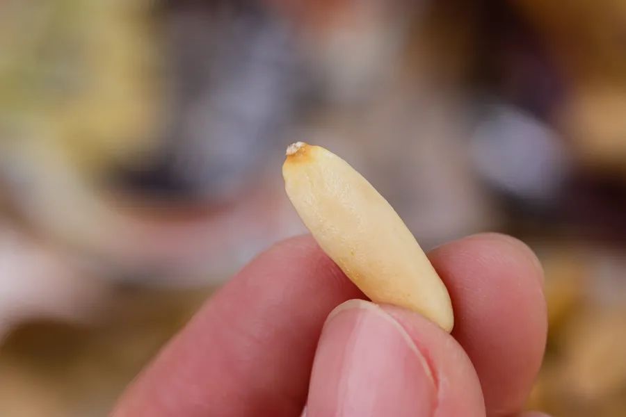 扒了山姆人气商品的“平替”，买会员卡到底亏吗？