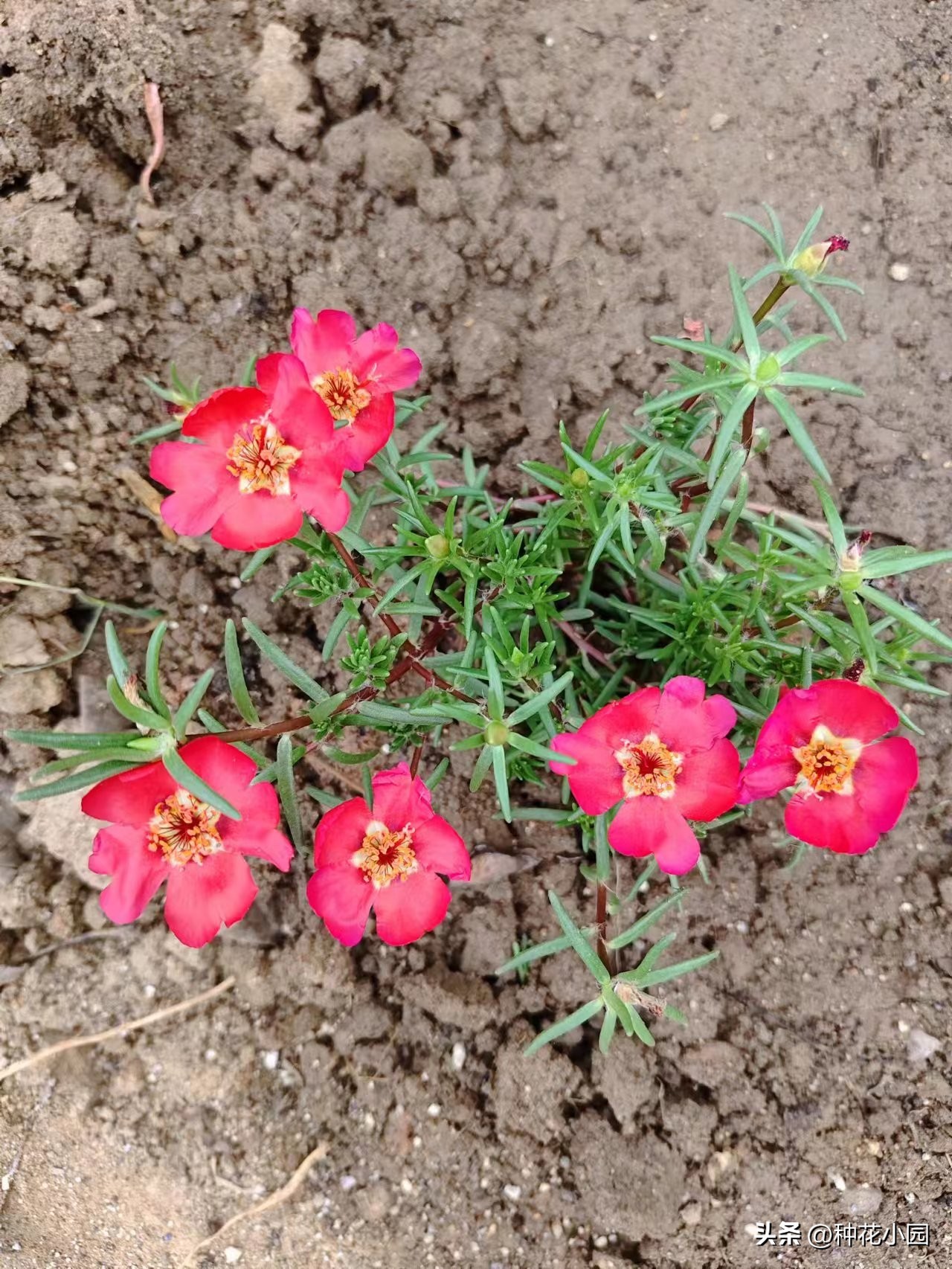 长时间不在家花怎么浇,月季在家怎么养成树状月季