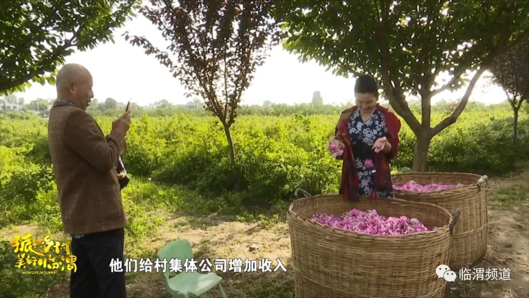 《振兴乡村美好临渭》临渭区丰原镇北雷村：玫瑰绽放“美丽经济”花香铺就致富路
