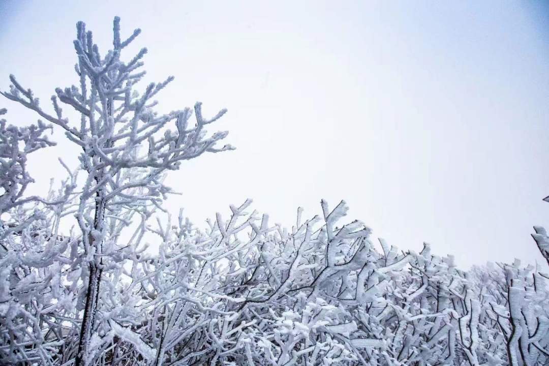 2021连州金子山雾凇观赏时间,广州金子山雾凇