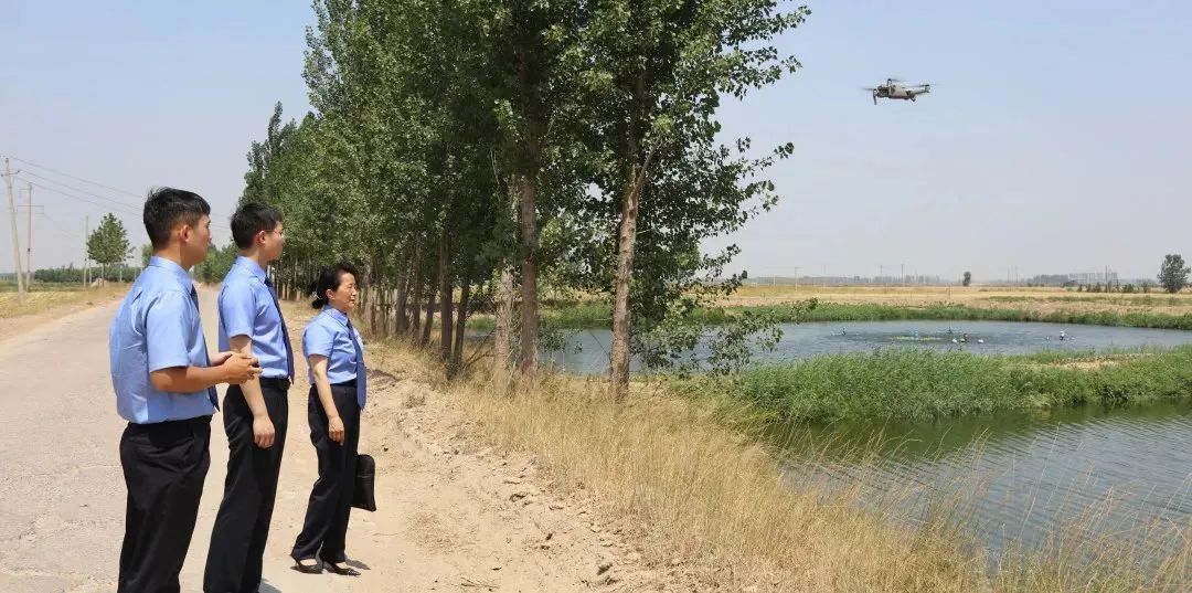 大雁照片真实照片,大雁图片真实照片