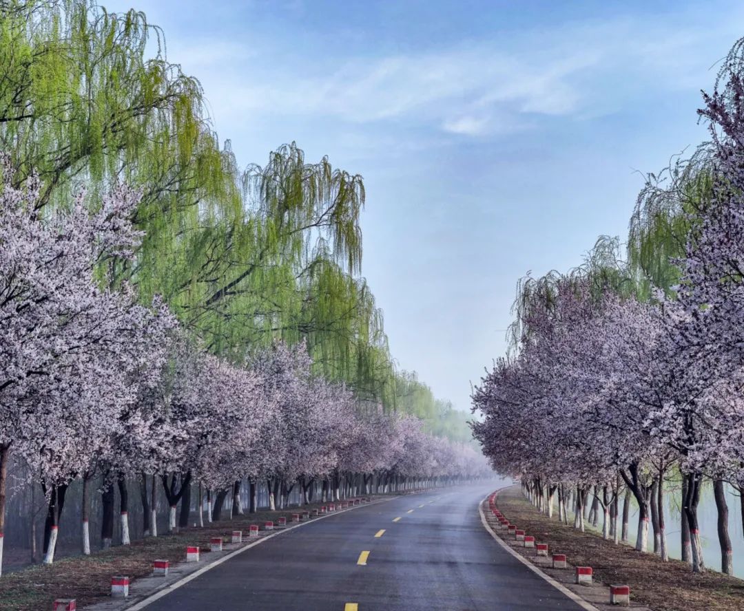 济南这个周末适合哪里赏花,济南春天赏花好去处
