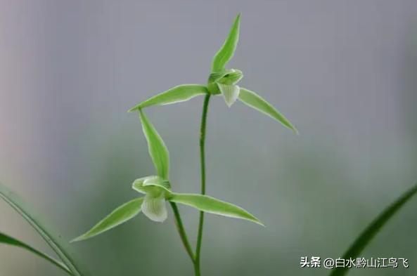 春剑和剑兰哪个品种比较贵一点,春剑和剑兰有哪些区别