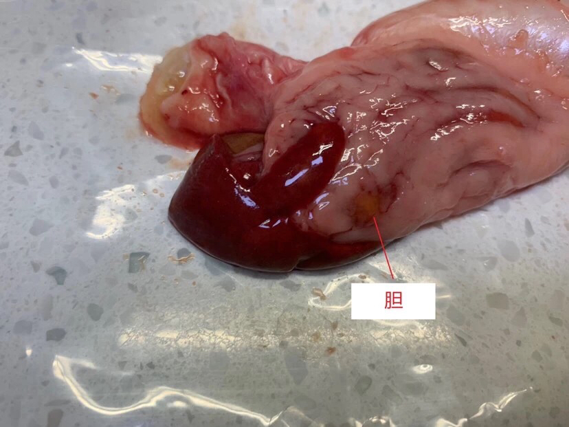 龙鱼病害防治图片,龙鱼常见疾病表现图片