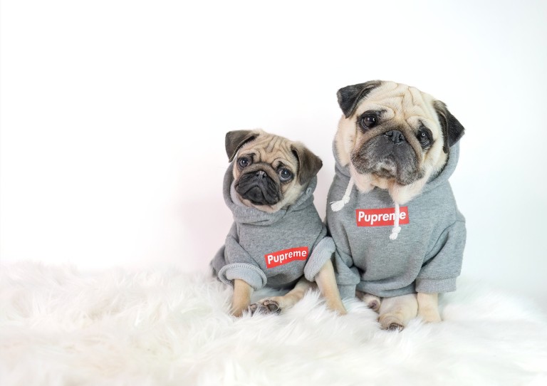 英国最厉害的狗是什么,英国十大最有名犬