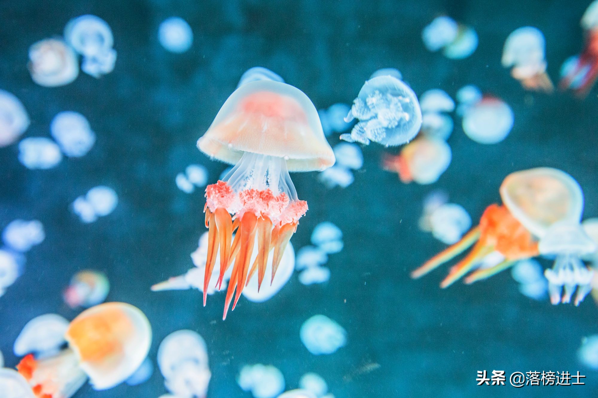 石家庄极地海洋世界从哪个门进,石家庄极地海洋世界内部视频