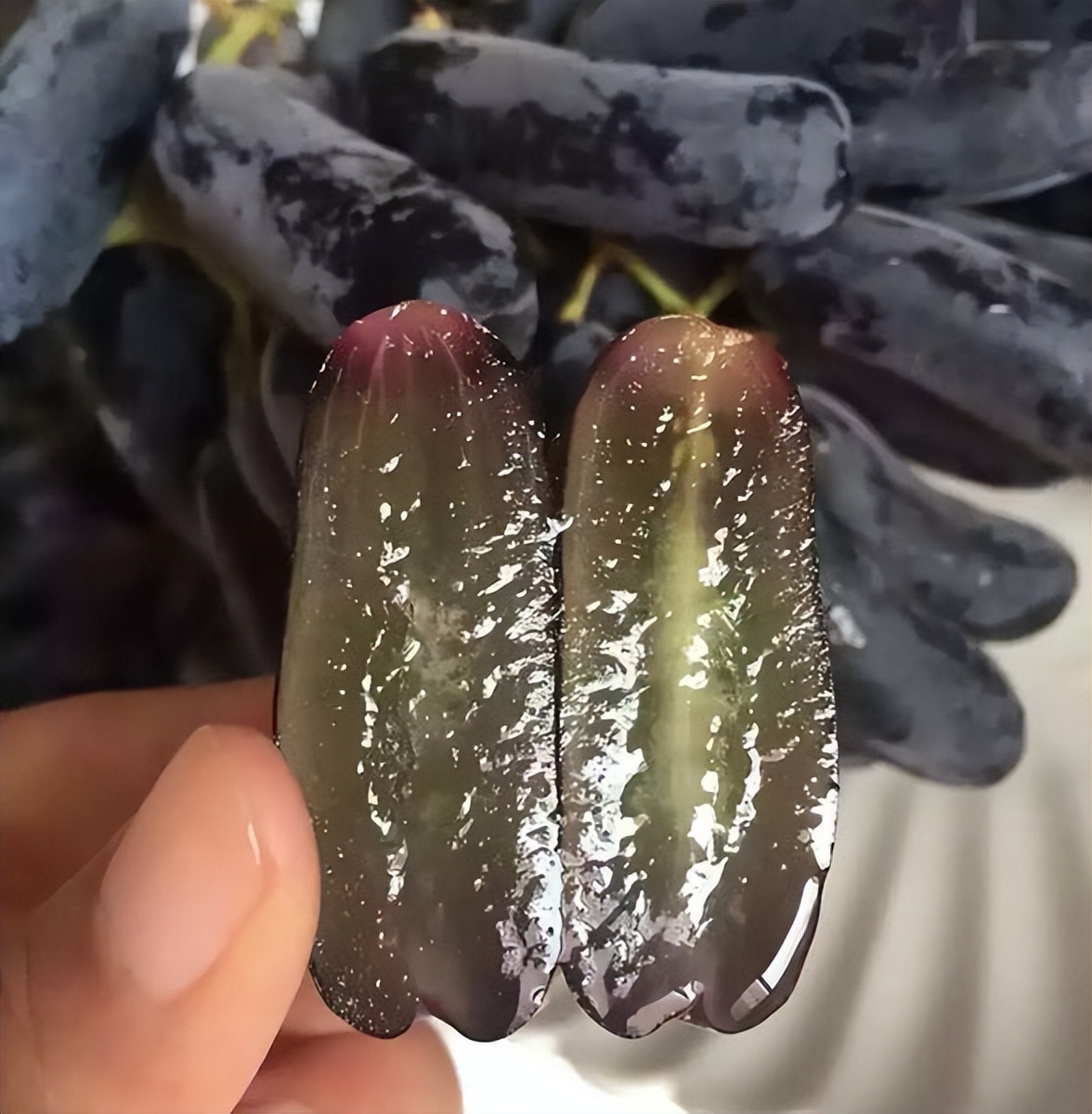 适合阳台不怕西晒植物,北方阳台喜阳不怕晒的阳台植物