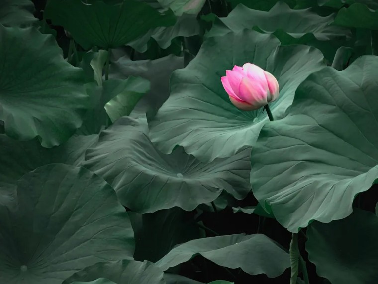 手机拍照：荷香四溢的摄影之旅！（影展点评第656期）