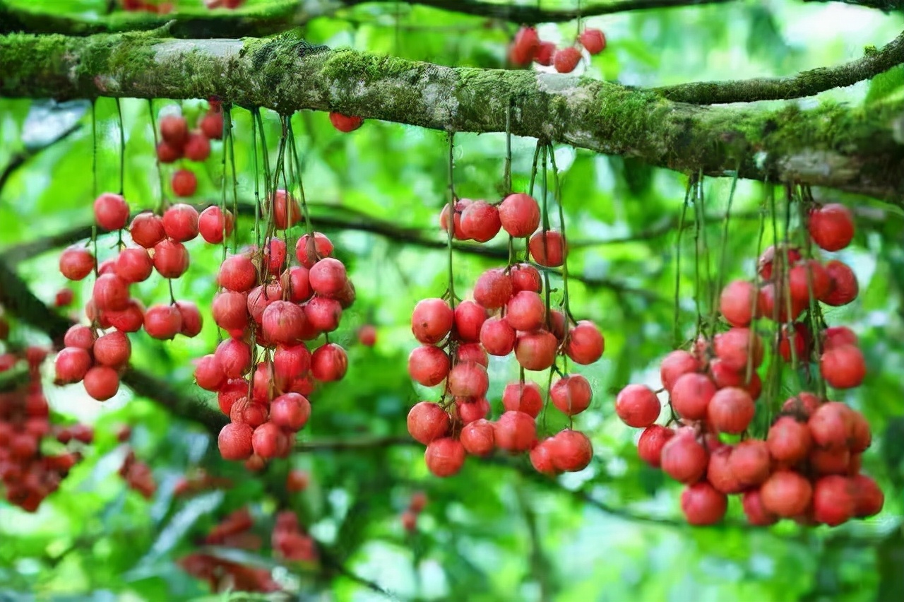 西双版纳热带水果推荐,西双版纳最值得带的水果