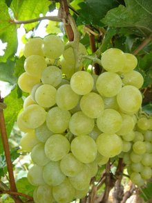 适合南方盆栽的葡萄品种,适合南方种植的葡萄品种有哪些