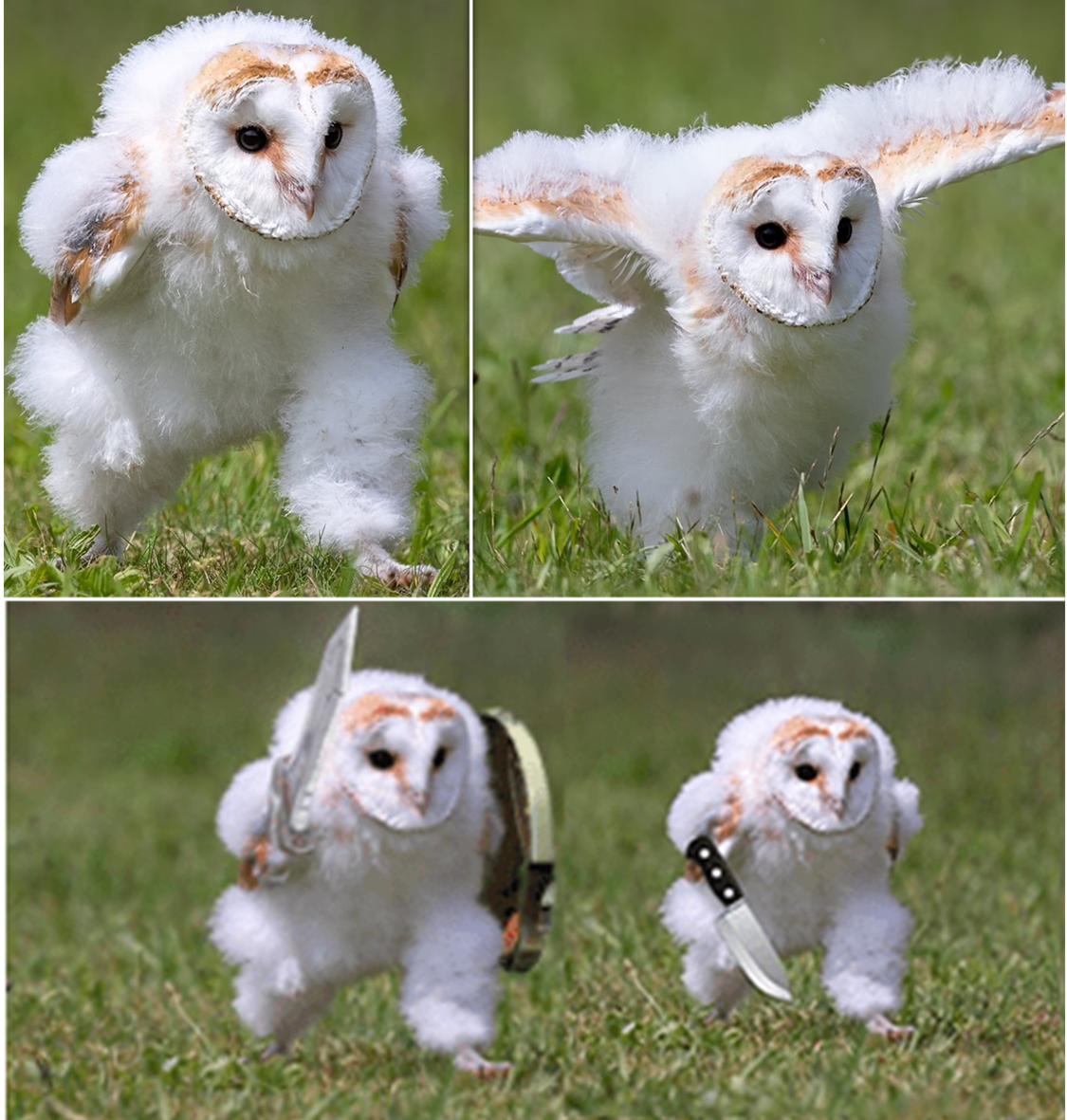 仓鸮,美如画——白衣似雪,夜袭如风