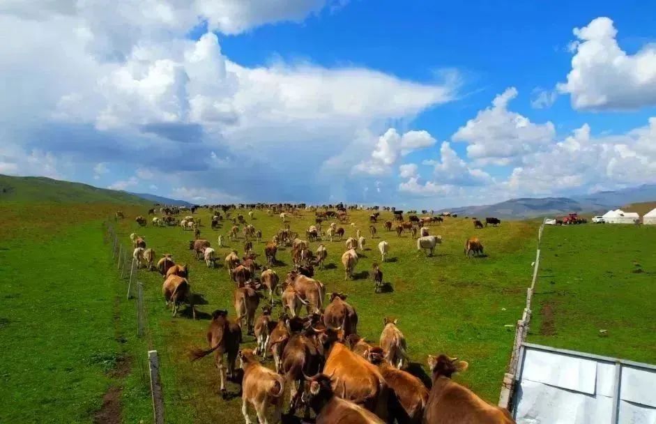 老爸评测伊利牛奶,伊牧欣褐牛奶老爸测评