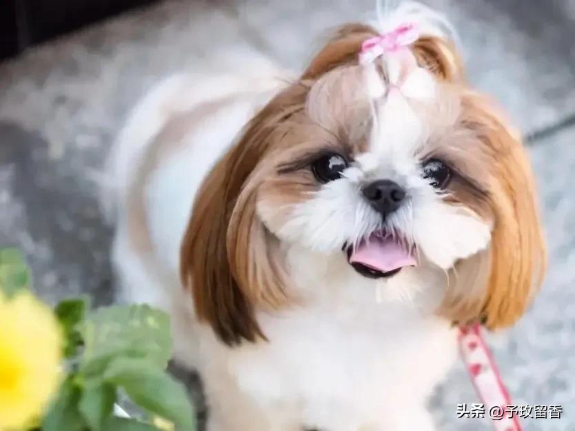 宠物狗应该怎么养详细介绍科普,宠物狗喂养及训练方法有哪些