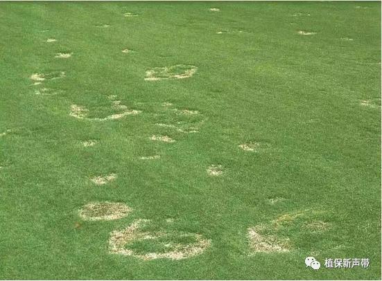 草坪通常要进行哪些养护管理项目,草坪要打理吗