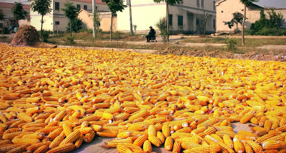 跌跌不休的玉米何时反弹,玉米涨跌主要原因