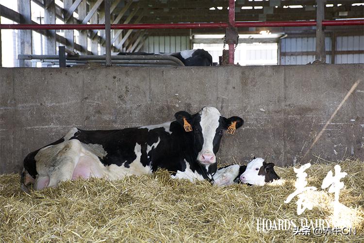 带血的初乳可能需要进一步检测