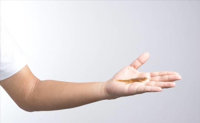 家里进壁虎了要不要把它打下来,家里进了壁虎怎么驱赶