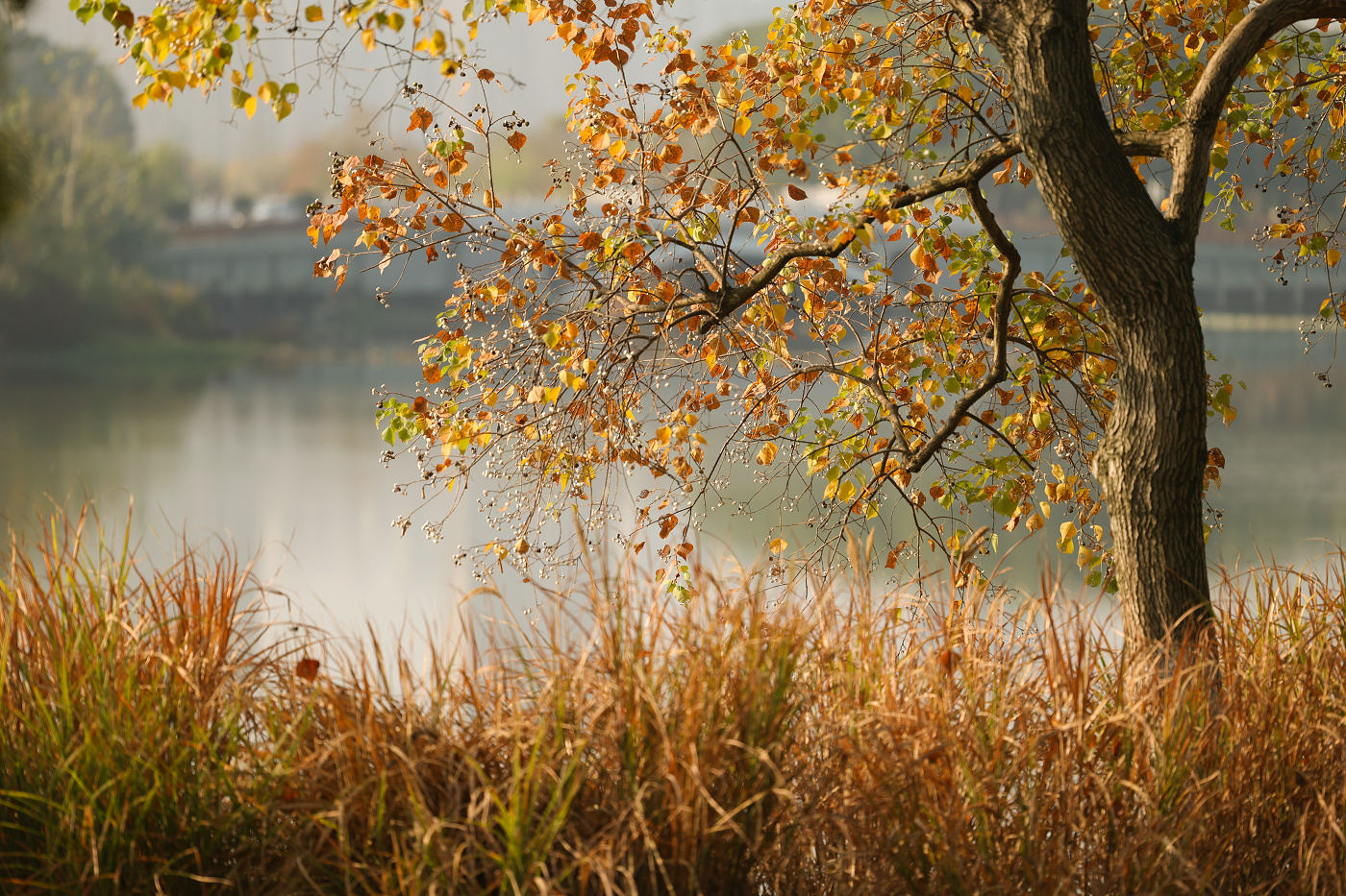 不出武汉赏银杏的地方,武汉好逛的森林公园