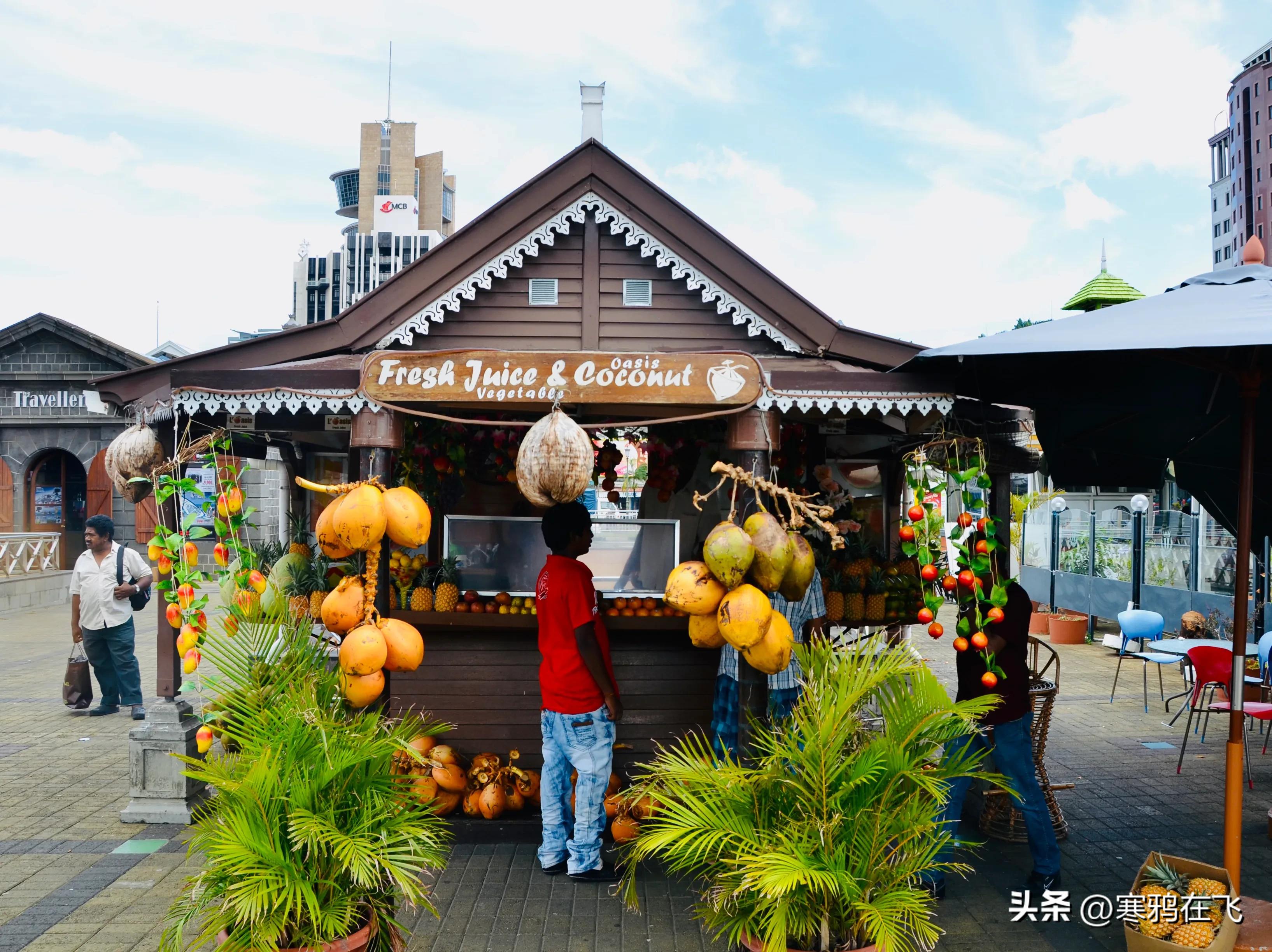 毛里求斯鹦鹉灭绝时间,毛里求斯有许多渡渡鸟吗