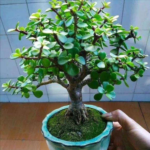 家里养的富贵花让你养几年才会开,客厅富贵花大全